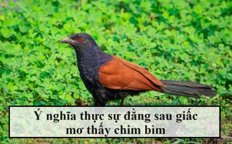 Ý nghĩa thâm sâu của giấc mơ thấy chim bìm bịp