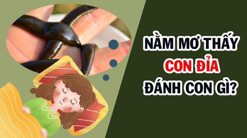 Mơ thấy đỉa nên đánh con gì?