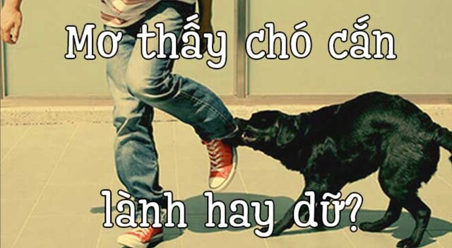 Nằm mơ thấy chó cắn chân là điềm báo lành hay dữ và nên đánh con số may mắn nào?