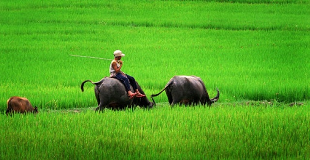 Mơ thấy mình đang chăn trâu